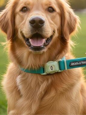 Arcadia Trail Magnetic Clip Dog Collar in Teal and Mint Size M